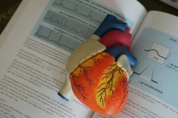 Anatomical heart model resting on an open cardiology textbook with ECG tracings